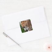 Leopard über das Coole Tierdesign von Prowl Quadratischer Aufkleber (Umschlag)