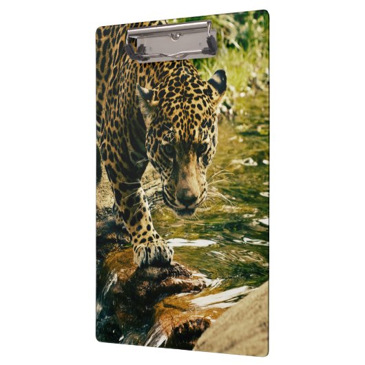 Leopard überquert ein Stream-Foto Klemmbrett (Links)