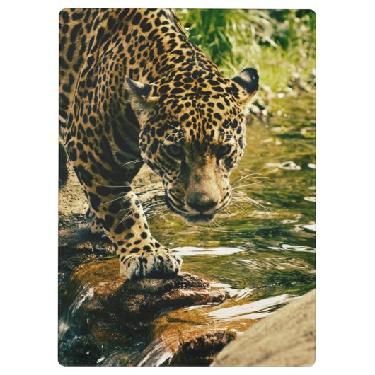 Leopard überquert ein Stream-Foto Klemmbrett (Rückseite)