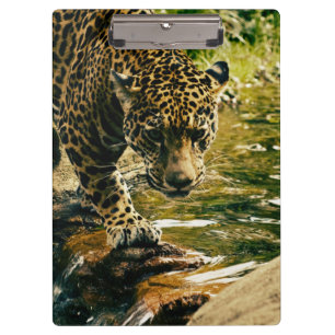 Leopard überquert ein Stream-Foto Klemmbrett