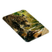 Leopard überquert ein Stream-Foto Magnet (Rechte Seite)