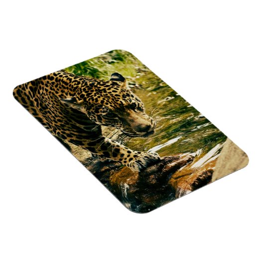 Leopard überquert ein Stream-Foto Magnet (Rechte Seite)