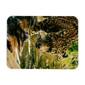 Leopard überquert ein Stream-Foto Magnet (Horizontal)
