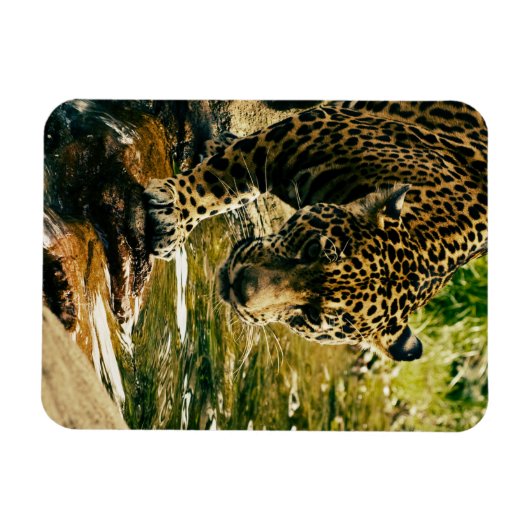 Leopard überquert ein Stream-Foto Magnet (Horizontal)