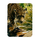 Leopard überquert ein Stream-Foto Magnet (Vertikal)