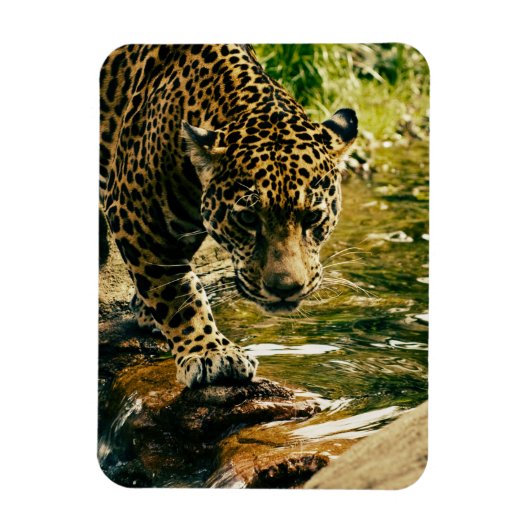 Leopard überquert ein Stream-Foto Magnet (Vertikal)