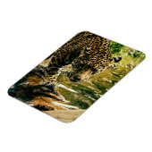 Leopard überquert ein Stream-Foto Magnet (Linke Seite)