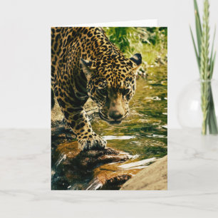 Leopard überquert einen Bach Fotografie Karte