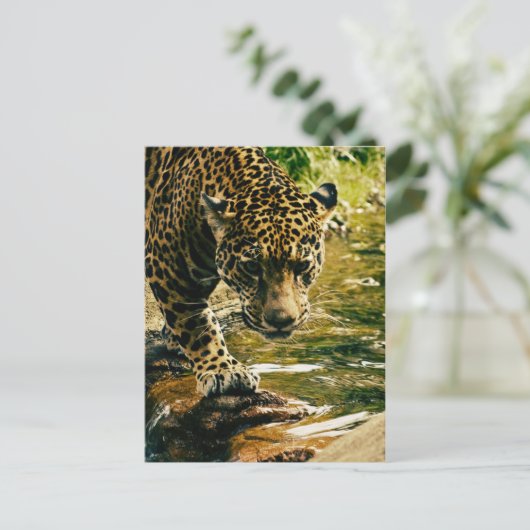 Leopard überquert einen Strom Postkarte (Stehend Vorderseite)
