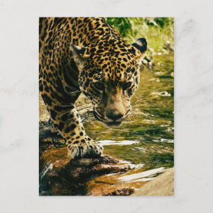 Leopard überquert einen Strom Postkarte