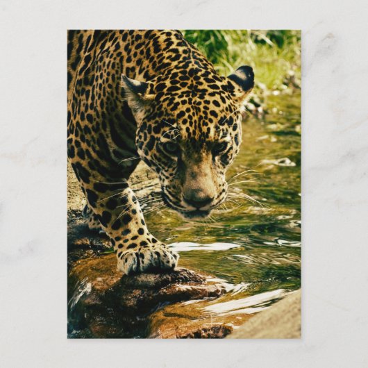Leopard überquert einen Strom Postkarte (Vorderseite)
