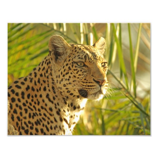 Leopard und Palm-Blätter Fotodruck (Vorne)