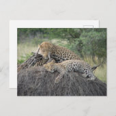 Leopard und Rübe auf getrocknetem Gras Postkarte (Vorne/Hinten)