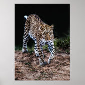LEOPARD WALKING POSTER (Vorne)