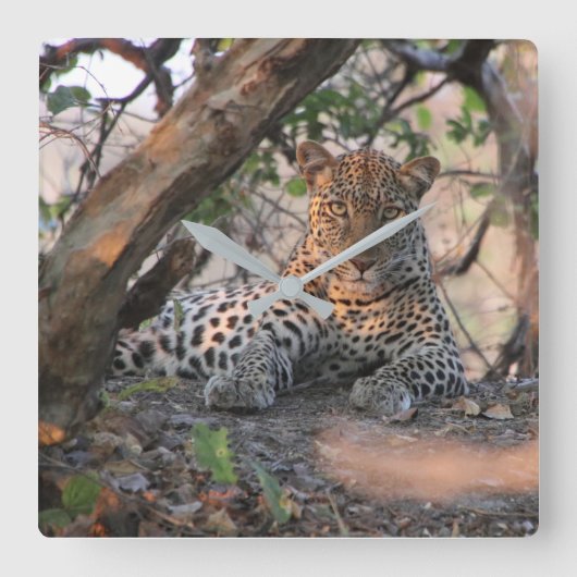 Leopard Wall Clock Quadratische Wanduhr (Vorderseite)