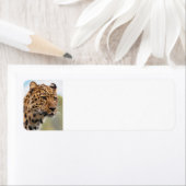 Leopard Wild Cats (Insitu)