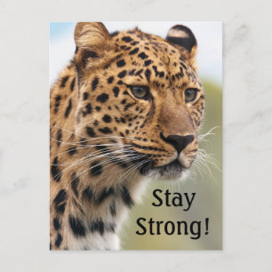 Leopard Wild Cats Postkarte