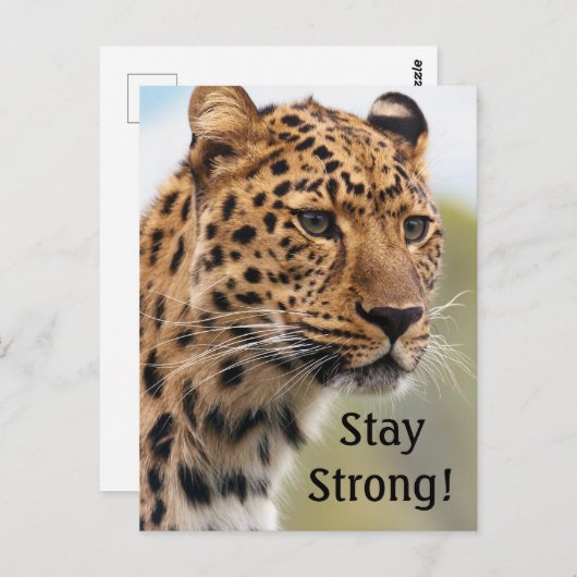 Leopard Wild Cats Postkarte (Vorne/Hinten)