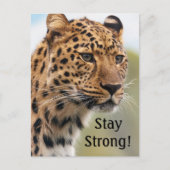 Leopard Wild Cats Postkarte (Vorderseite)