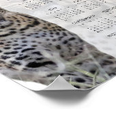 Leopard wild lebende Tiere - Kalender 2022 Poster (Ecke)