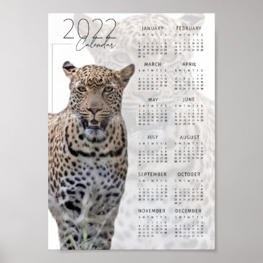 Leopard wild lebende Tiere - Kalender 2022 Poster (Vorne)