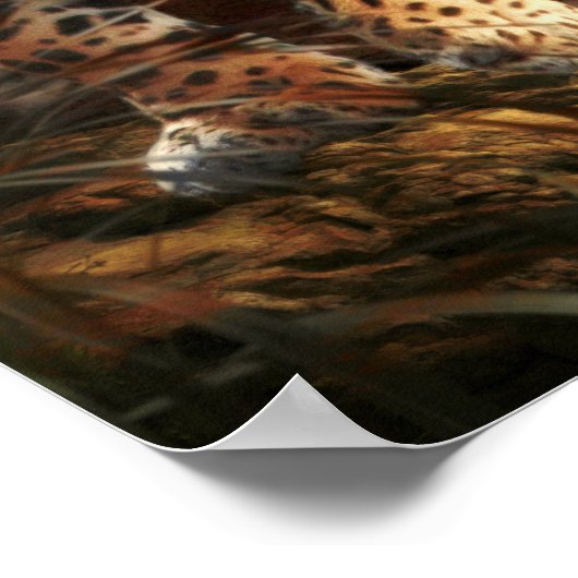 LEOPARD "WILD NIGHT" POSTER (Ecke)