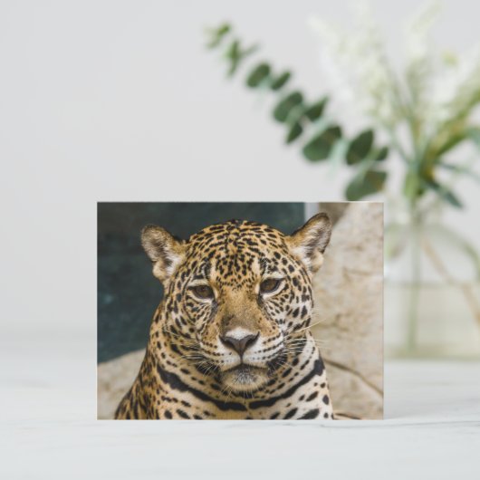 Leopard Wildcat Face Postkarte (Stehend Vorderseite)