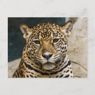 Leopard Wildcat Face Postkarte