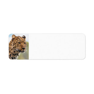 Leopard-wilde Katzen