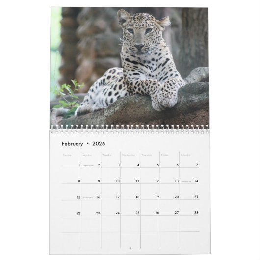 Leopard Wildtier Kalender (Feb 2026)