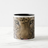 Leopard Zweifarbige Tasse (Mittel)