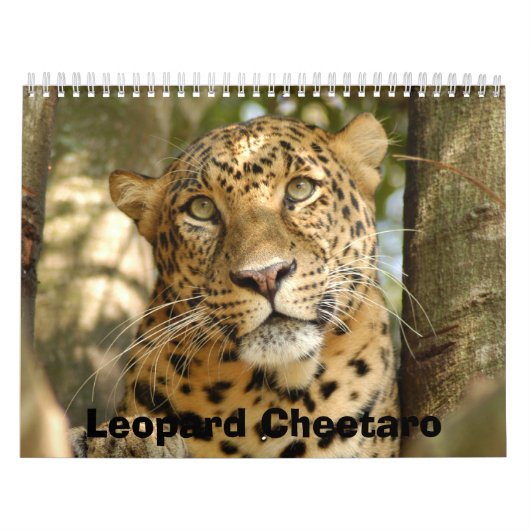 LeopardCheetaro013, Leopard Cheetaro Kalender (Titelbild)