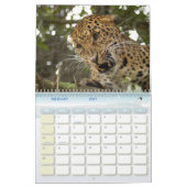 LeopardCheetaro013, Leopard Kalender (Feb 2027)