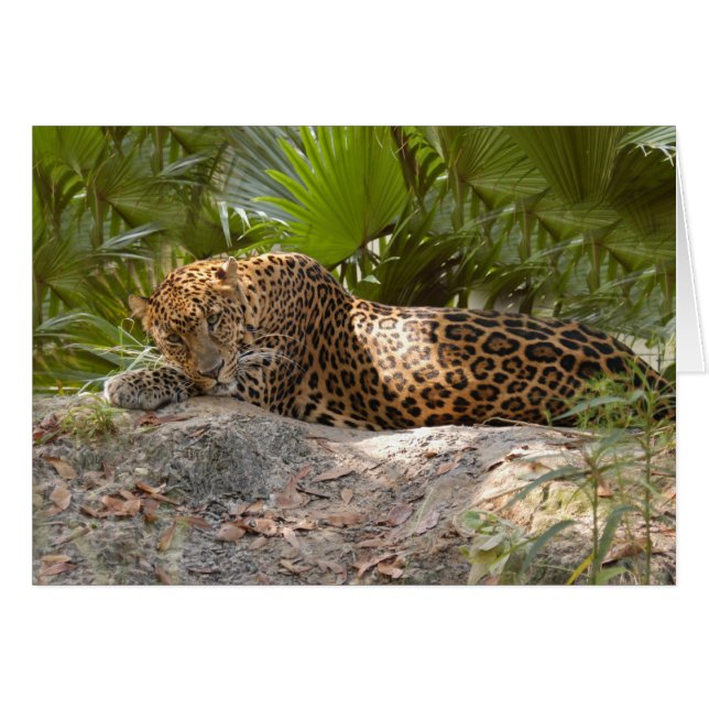 LeopardCheetaro017 (Vorderseite (Horizontal))
