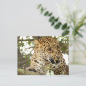 LeopardCheetaro10 Postkarte (Stehend Vorderseite)