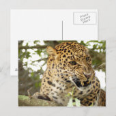 LeopardCheetaro10 Postkarte (Vorne/Hinten)