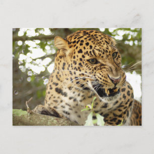 LeopardCheetaro10 Postkarte