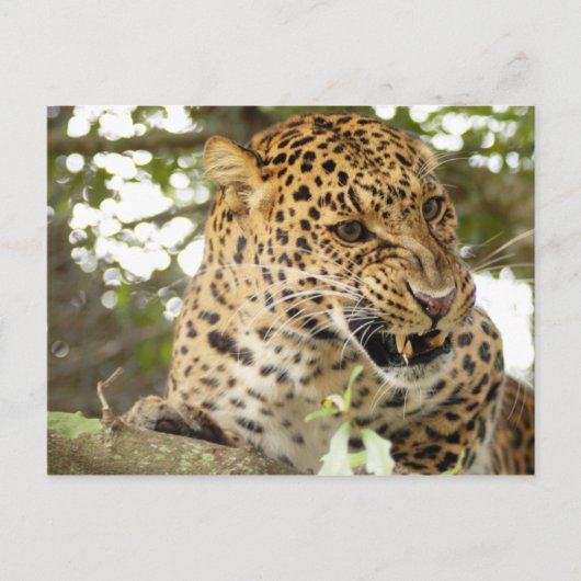 LeopardCheetaro10 Postkarte (Vorderseite)