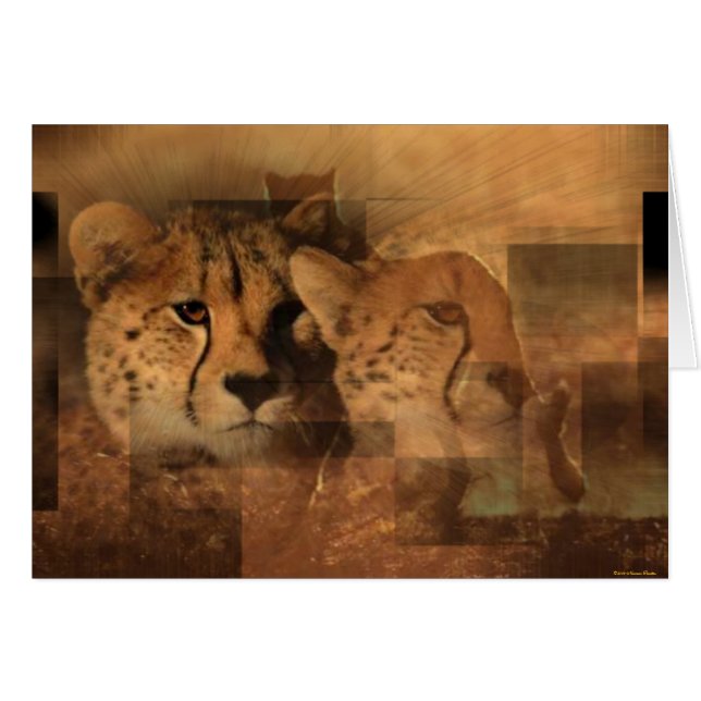 Leoparden (Vorderseite (Horizontal))