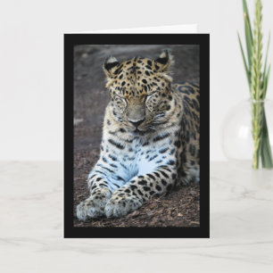 Leoparden Augen geschlossen Karte