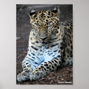 Leoparden Augen geschlossen Poster