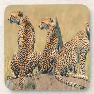 Leoparden, die weg schauen getränkeuntersetzer