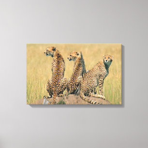 Leoparden, die weg schauen leinwanddruck