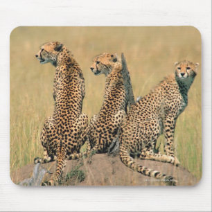 Leoparden, die weg schauen mousepad