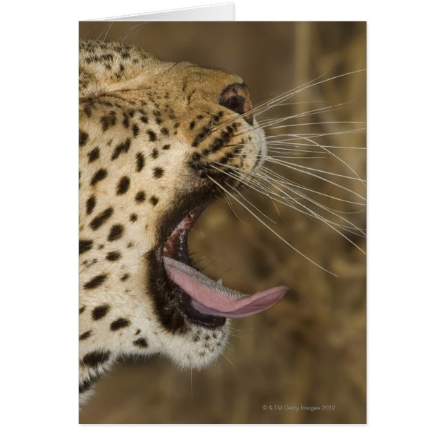 Leoparden, Greater Krüger National Park, (Vorne)