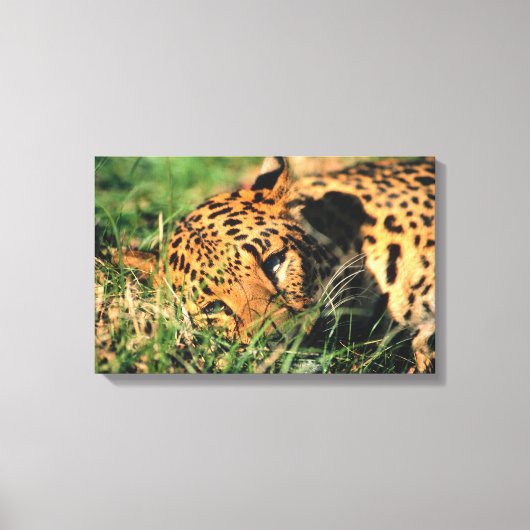 Leoparden im Gras Leinwanddruck (Vorderseite)