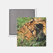 Leoparden im Gras Magnet (Vorderseite/Rückseite)