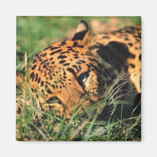 Leoparden im Gras Magnet (Vorne)