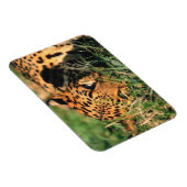 Leoparden im Gras Magnet (Rechte Seite)
