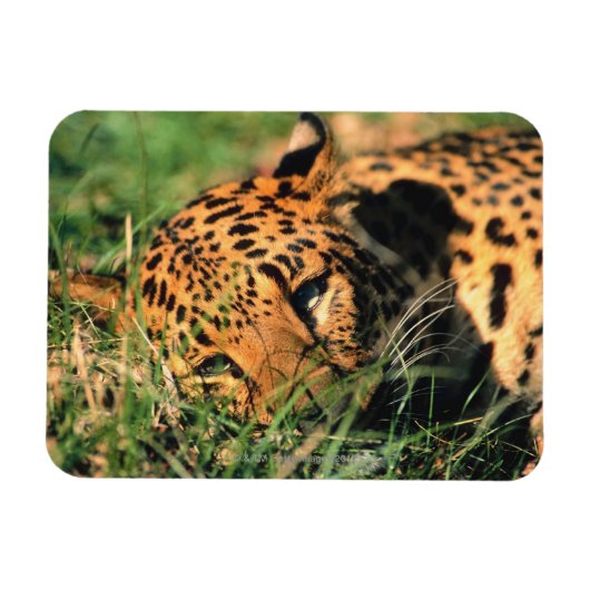 Leoparden im Gras Magnet (Horizontal)